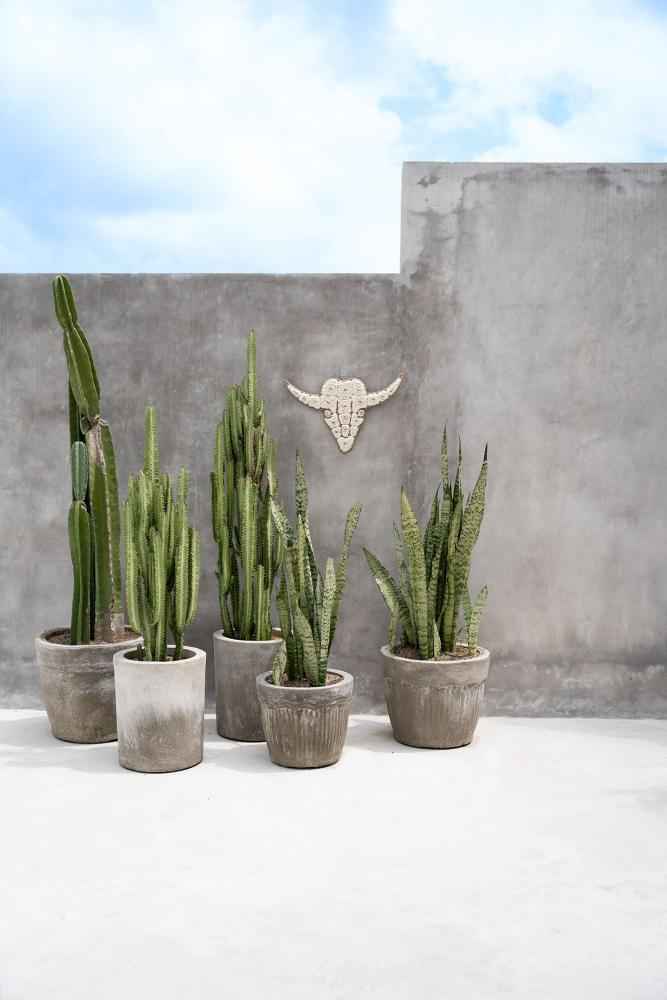 BULL SHELL WALL ART | WHITE