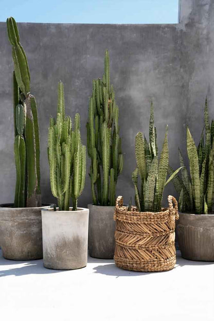 BANANA ZIGZAG BASKETS | 2 SIZES